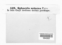 Gnomonia setacea image